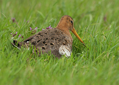 BUITEN BEELD Foto: 101022
