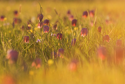 BUITEN BEELD Foto: 101151