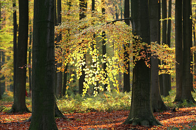 BUITEN BEELD Foto: 101203