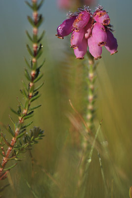 BUITEN BEELD Foto: 101260