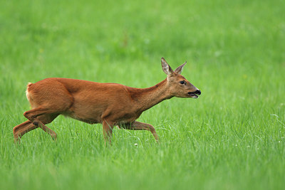 BUITEN BEELD Foto: 101278