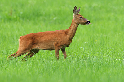 BUITEN BEELD Foto: 101280