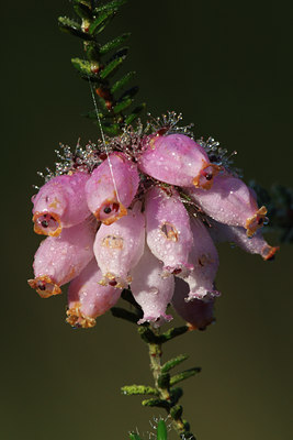 BUITEN BEELD Foto: 101285
