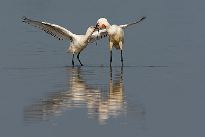 BUITEN BEELD Foto: 101289