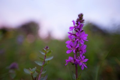 BUITEN BEELD Foto: 101301