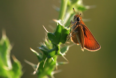 BUITEN BEELD Foto: 101302