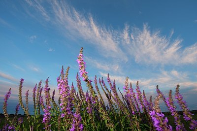 BUITEN BEELD Foto: 101331