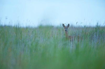 BUITEN BEELD Foto: 101347