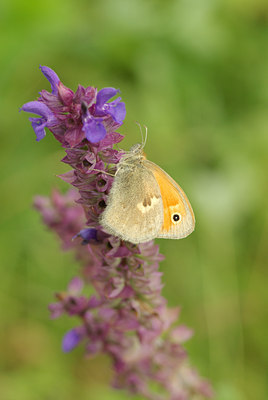 BUITEN BEELD Foto: 101382