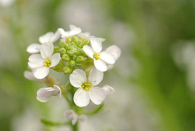 BUITEN BEELD Foto: 101384