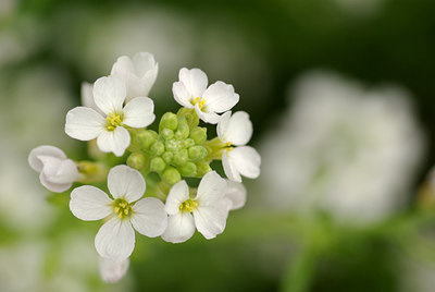 BUITEN BEELD Foto: 101385