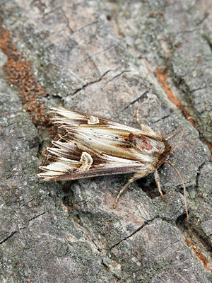 BUITEN BEELD Foto: 101469