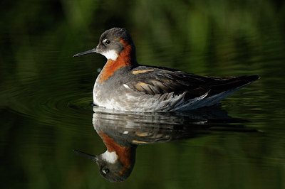BUITEN BEELD Foto: 101481