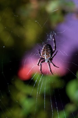 BUITEN BEELD Foto: 101495