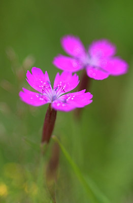 BUITEN BEELD Foto: 101517