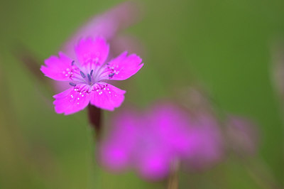BUITEN BEELD Foto: 101518