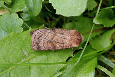 BUITEN BEELD Foto: 101536