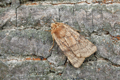 BUITEN BEELD Foto: 101571