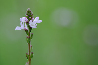 BUITEN BEELD Foto: 101588