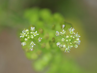 BUITEN BEELD Foto: 101609