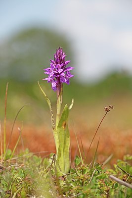 BUITEN BEELD Foto: 101642