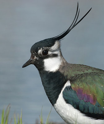 BUITEN BEELD Foto: 101680