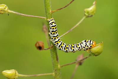 BUITEN BEELD Foto: 101683