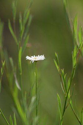 BUITEN BEELD Foto: 101688