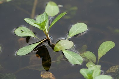 BUITEN BEELD Foto: 101727