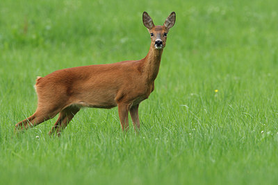 BUITEN BEELD Foto: 101730