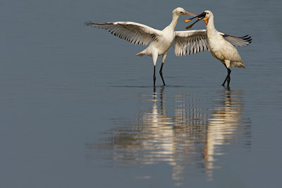BUITEN BEELD Foto: 101740