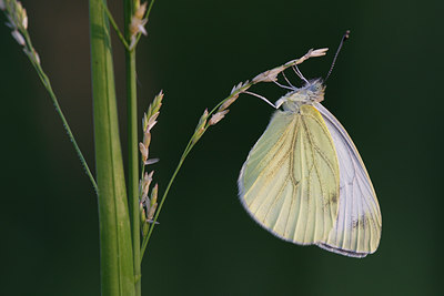 BUITEN BEELD Foto: 101753