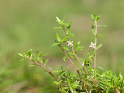 BUITEN BEELD Foto: 101755