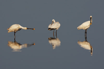 BUITEN BEELD Foto: 101770