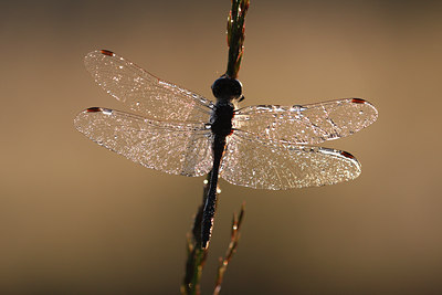 BUITEN BEELD Foto: 101774