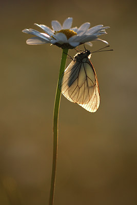BUITEN BEELD Foto: 101776