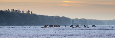 BUITEN BEELD Foto: 101830