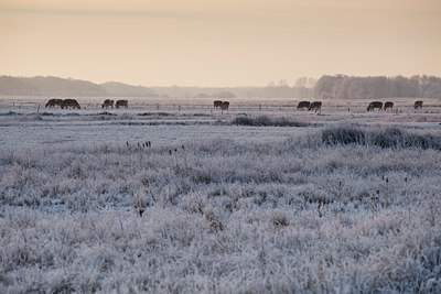 BUITEN BEELD Foto: 101833