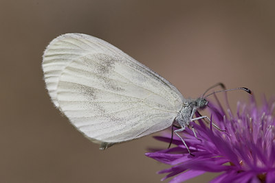 BUITEN BEELD Foto: 101839
