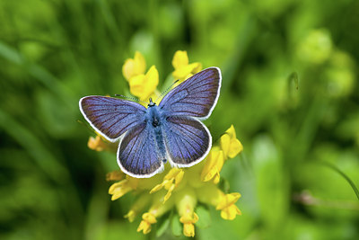 BUITEN BEELD Foto: 101861