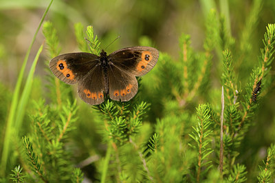 BUITEN BEELD Foto: 101862