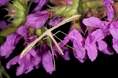 BUITEN BEELD Foto: 101867