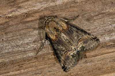 BUITEN BEELD Foto: 101877