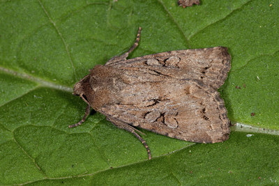 BUITEN BEELD Foto: 101920
