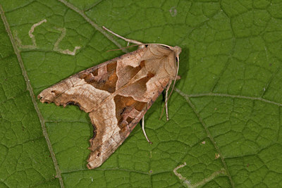 BUITEN BEELD Foto: 101921