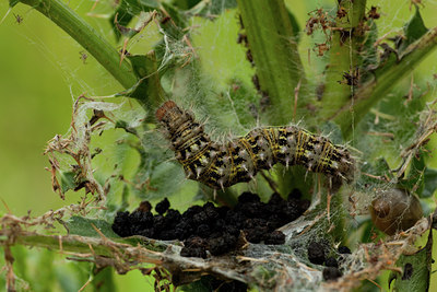 BUITEN BEELD Foto: 102006