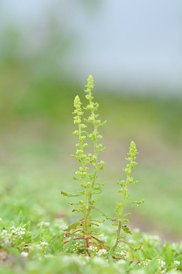 BUITEN BEELD Foto: 102050