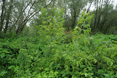 BUITEN BEELD Foto: 102054