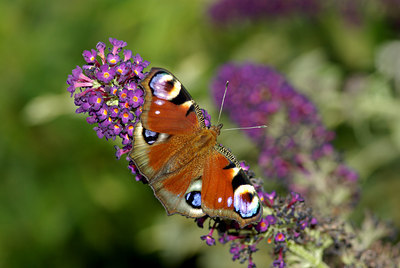 BUITEN BEELD Foto: 102058