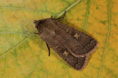 BUITEN BEELD Foto: 102236
